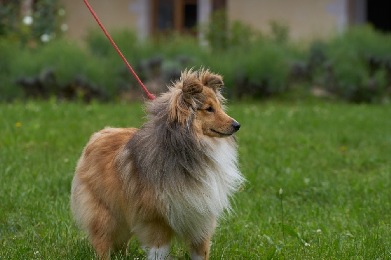 Javelot de la Rose de Sable