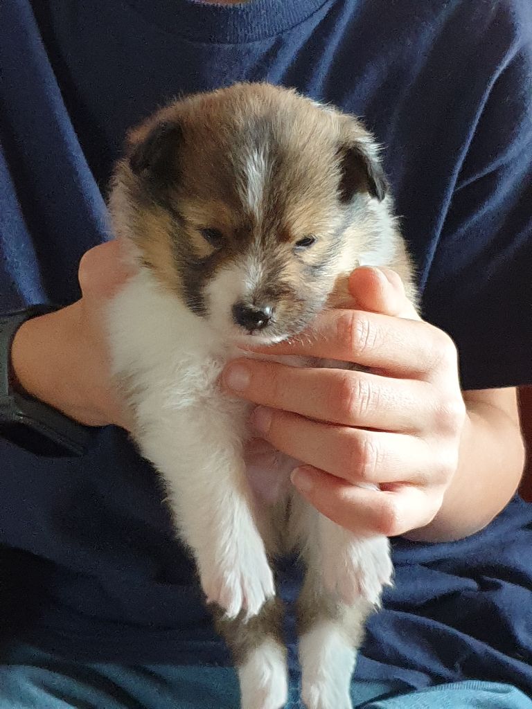 de la Rose de Sable - Chiot disponible  - Shetland Sheepdog