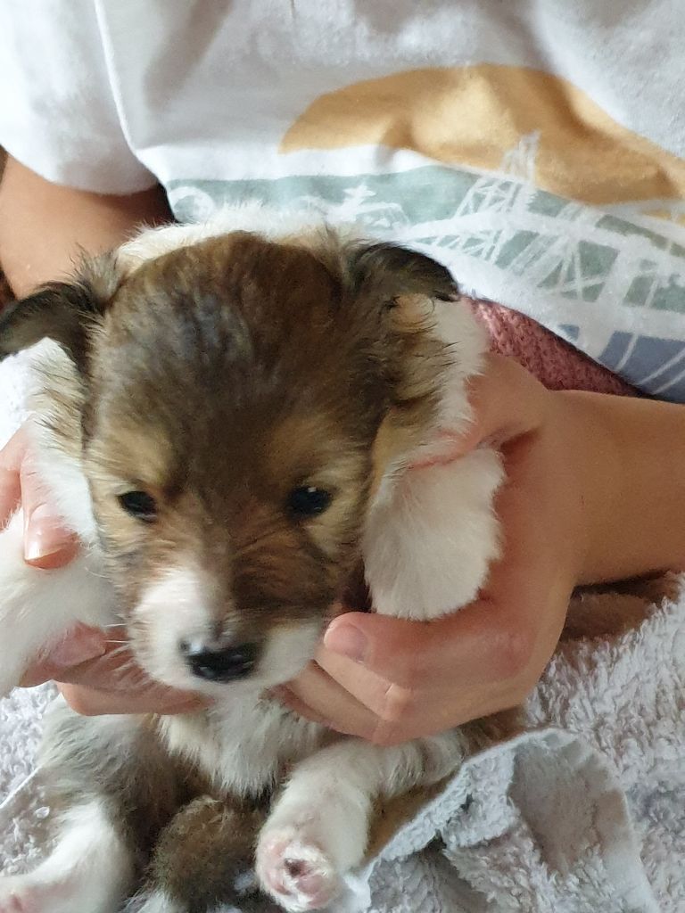 de la Rose de Sable - Chiot disponible  - Shetland Sheepdog