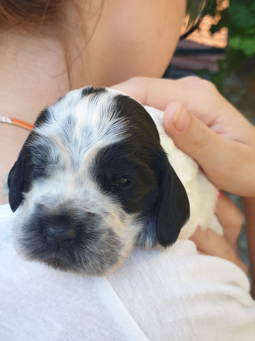 de la Rose de Sable - Chiots disponibles - Cocker Spaniel Anglais