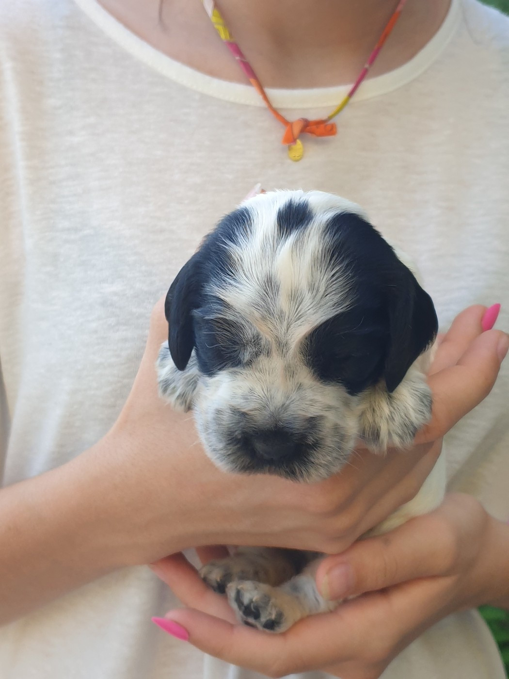 de la Rose de Sable - Chiots disponibles - Cocker Spaniel Anglais