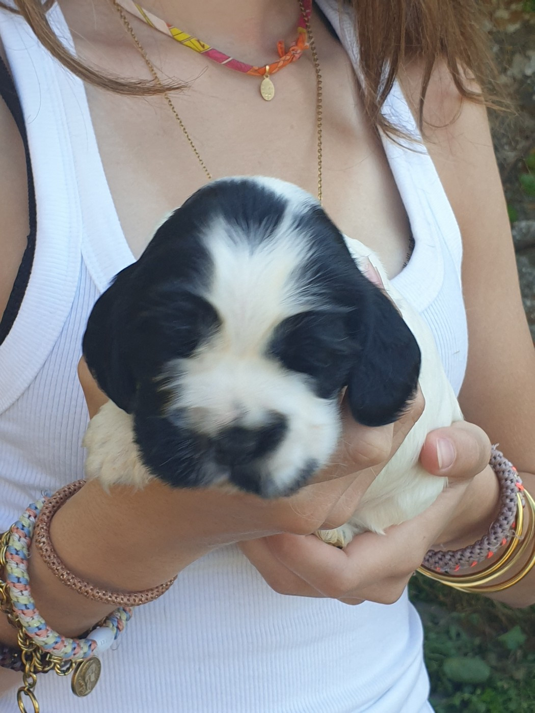 de la Rose de Sable - Chiots disponibles - Cocker Spaniel Anglais