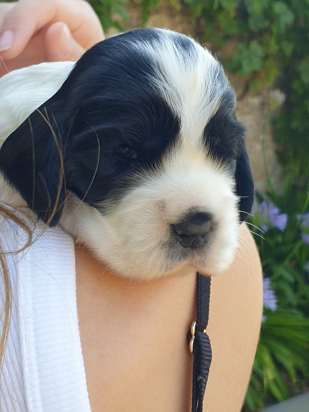 de la Rose de Sable - Chiots disponibles - Cocker Spaniel Anglais