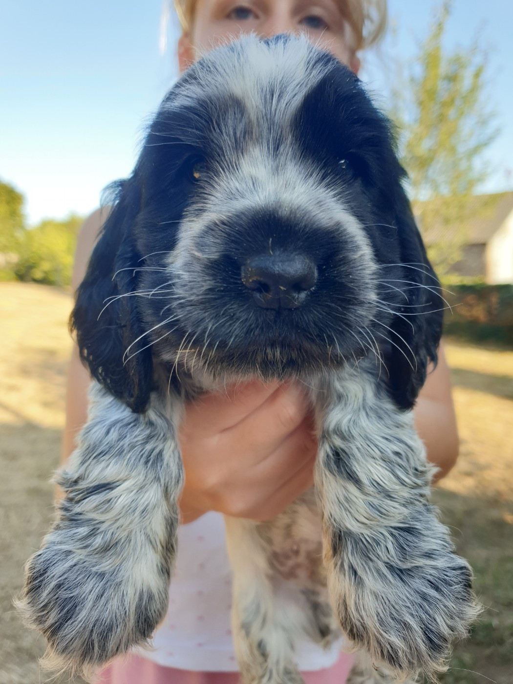 de la Rose de Sable - Chiots disponibles - Cocker Spaniel Anglais